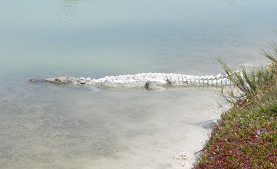 American Crocodile