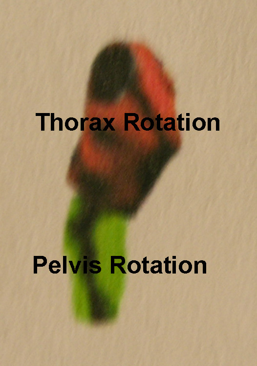 Thorax and Pelvic Movement